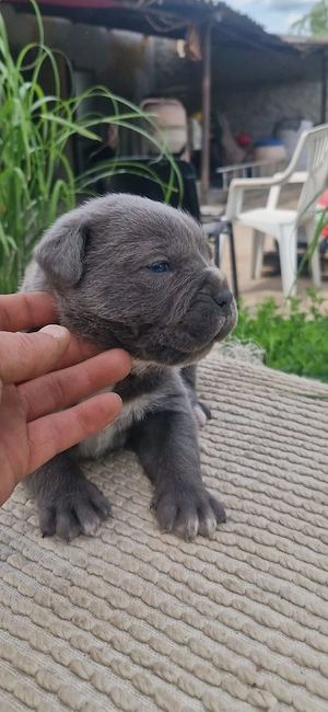 Cane Corso(Linie extraordinara) - imagine 5