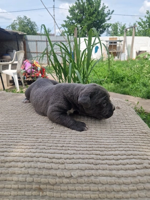 Cane Corso(Linie extraordinara)