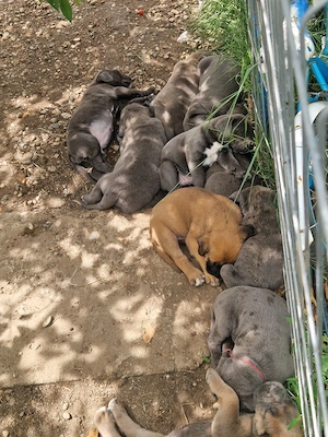 Cane Corso(Linie extraordinara) - imagine 3