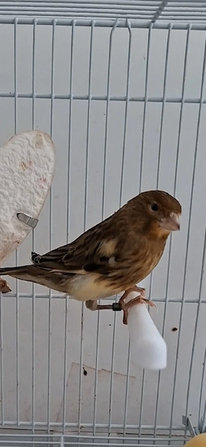 Vand canari 