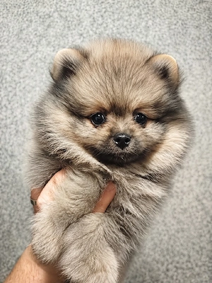 Pomeranian fetiță  - imagine 4