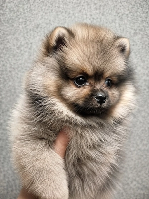 Pomeranian fetiță  - imagine 2