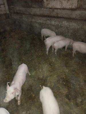 vindem purcei de 10 săptămâni 