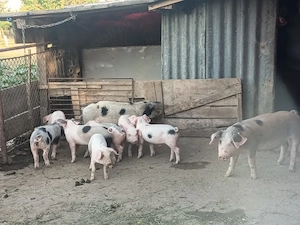 Purcei de vanzare