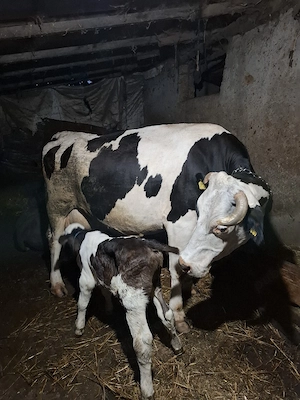 vac  cu vițel dupa ia  - imagine 2