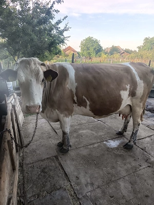 Vaca de vanzare