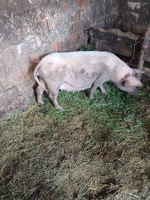 de vânzare mai multe detalii la telefon scroafa gestanta 