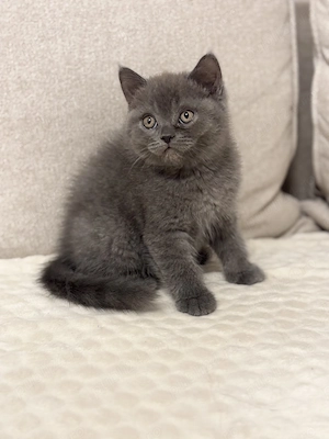 British shorthair  scottish straight - imagine 3