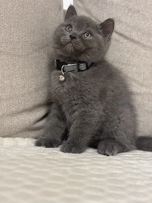 British shorthair  scottish straight