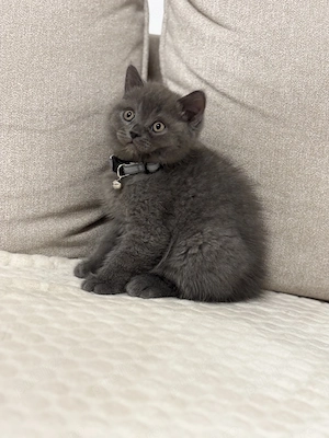 British shorthair  scottish straight - imagine 2