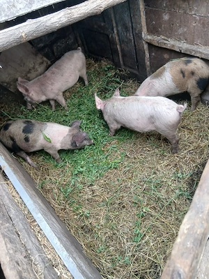 de vânzare 4 bucăți 15 20 kg aproximativ 300 lei bucata  - imagine 2
