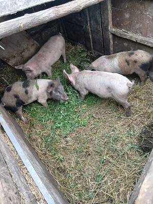 de vânzare 4 bucăți 15 20 kg aproximativ 300 lei bucata 