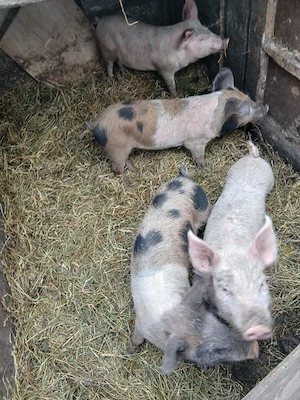de vânzare 4 bucăți 15 20 kg aproximativ 300 lei bucata  - imagine 3