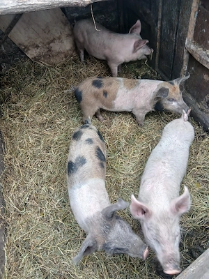 de vânzare 4 bucăți 15 20 kg aproximativ 300 lei bucata  - imagine 4