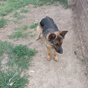 catelusi pentru adoptie - imagine 5