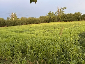 Loc de casă în comuna Rasmiresti  - imagine 2