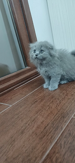 Pisicuță Scottish Fold longhair blue de excepție - imagine 5