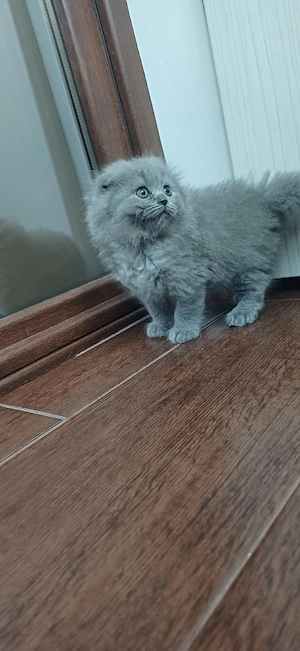 Scottish Fold longair Blue - imagine 2