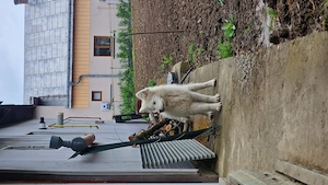 Catei Samoyed - imagine 3