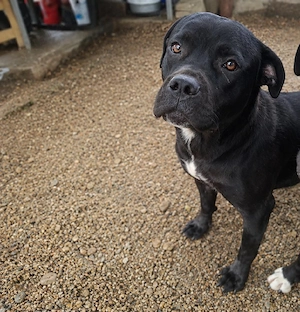 femela cane corso  - imagine 3