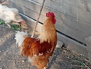 Vand doi cocoși 