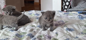 Puiuti Britsh Shorthair - imagine 3