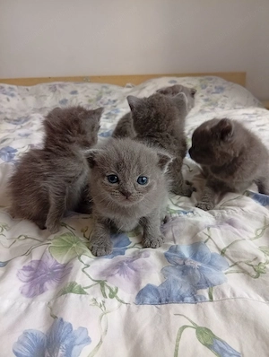 Puiuti Britsh Shorthair