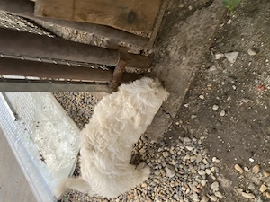 Bichon maltez talie mică  - imagine 3