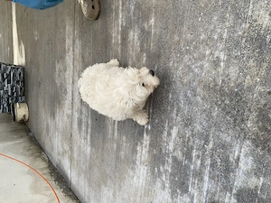 Bichon maltez talie mică  - imagine 5