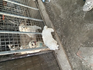 Bichon maltez talie mică  - imagine 4