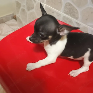 Catelusi Chihuahua Mini Toy