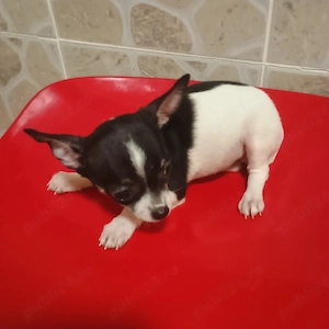Catelusi Chihuahua Mini Toy