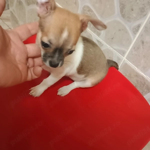Catelusi Chihuahua Mini Toy - imagine 5