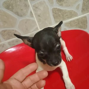 Catelusi Chihuahua Mini Toy - imagine 3