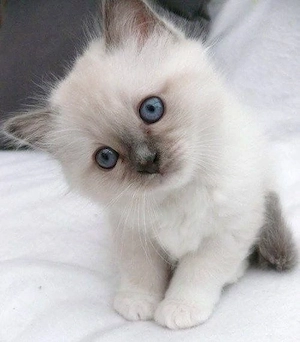 Ragdoll foarte frumosi