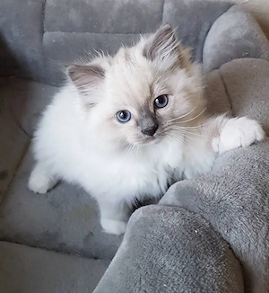 Ragdoll foarte frumosi - imagine 2
