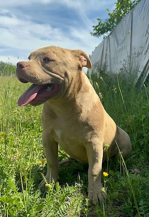 American bully pocket - imagine 4