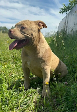 American bully pocket - imagine 2