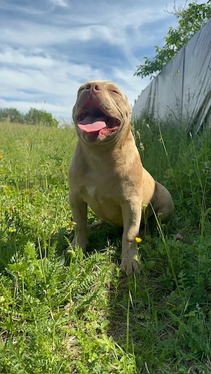 American bully pocket - imagine 3