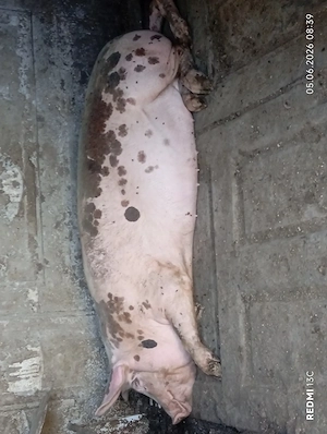 Purcele între 80 și 110