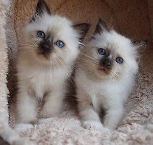 Ragdoll frumosi 