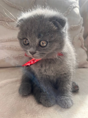 Pisicute British Shorthair - imagine 2