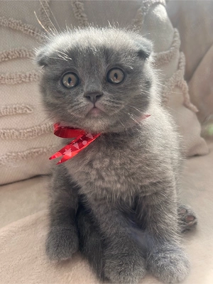 Pisicute British Shorthair - imagine 5