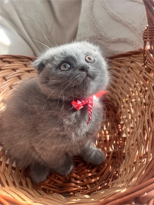 Pisicute British Shorthair - imagine 4