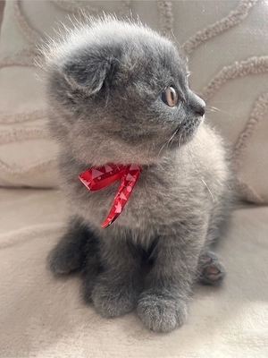 Pisicute British Shorthair