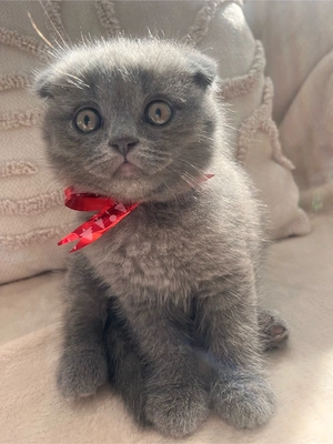 Pisicute British Shorthair - imagine 3