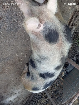 Vînd o purcea  140 150 kg și douâ purceluțe de douâ luni jumate - imagine 2