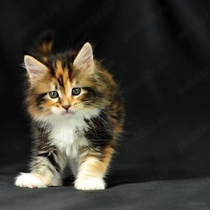 Pisicuță Maine Coon - imagine 3