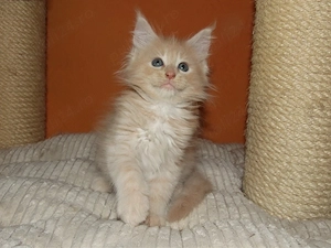Pisicuță Maine Coon - imagine 4