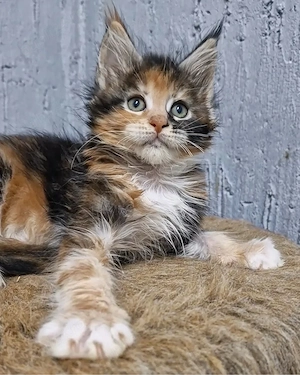 Pisicuță Maine Coon - imagine 5
